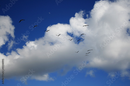 Zugvögel am Himmel Zugvögel am Himmel