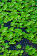 Green lillies bright Green lillies bright