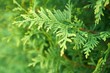 macro green juniper