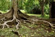 Arbre au jardin de pamplemousse Ile Maurice