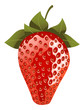 isolated vector strawberry