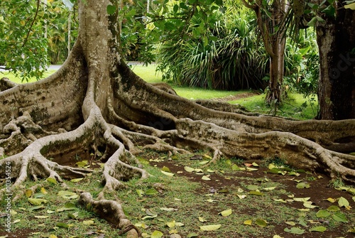 Arbre au jardin de pamplemousse Ile Maurice