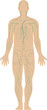 illustration of the human immune system