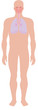illustration of the human respiratory system