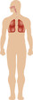 illustration of the human respiratory system