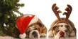 bulldog télapó és a bulldog Rudolph alatt karácsonyfa