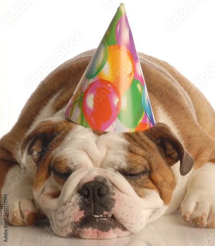 english bulldog wearing birthday party hat
