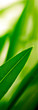 vertical banner - green leaves symbol of environment