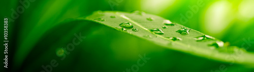 Photo: green leaf, nature background green leaf, nature background