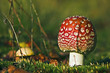 mushroom
