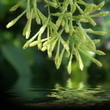 cestrum nocturnum