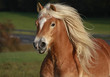 Haflinger Haflinger