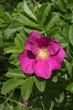 different flower from my garden