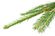 Foto: Spruce branch isolated on white background Spruce branch isolated on white background