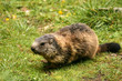 Marmot at grass Marmot at grass