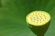 fleur de lotus