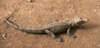 Young crocodile Young crocodile