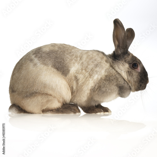 Foto: domestic rabbit (side view, white background) domestic rabbit (side view, white background)