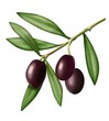 olive nere