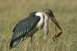 Marabou stork (Leptoptilos crumeniferus), Maasai Mara, Kenya Marabou stork (Leptoptilos crumeniferus), Maasai Mara, Kenya