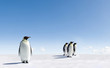 Emperor Penguins in Antarctica
