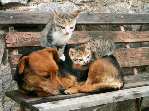 Foto: two young cats and dog are friends two young cats and dog are friends