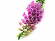 foxglove