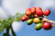 coffe tree coffe tree