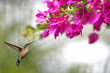 hummingbird which butine flowers in Guadeloupe hummingbird which butine flowers in Guadeloupe