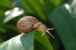 Snail