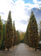Allee im Friedhof