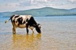 Cow in Angara river Cow in Angara river