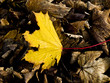 Autumn Leaves