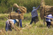 Thai people working in the field, Northern Thailand