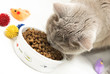 british cat eats from food cup