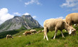 Mountain Komovi