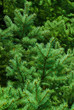 christmas tree branches christmas tree branches