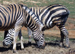 Zebre