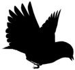 Bird103
