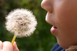 child and dandelion