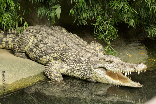 Crocodile