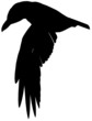 Crow102