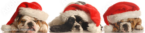 two bulldogs and a cocker spaniel wearing red santa hat