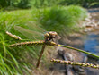 Dragonfly 4