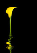 Lily Flower Design
