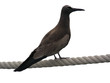 black bird