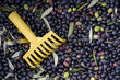 raccolto olive