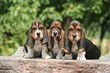 Image : trio de chiot basset hound assis sur un banc