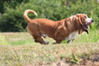 basset hound se lechant les babines en pleine course