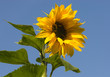 Side view on the sunflower against blue sky background Side view on the sunflower against blue sky background
